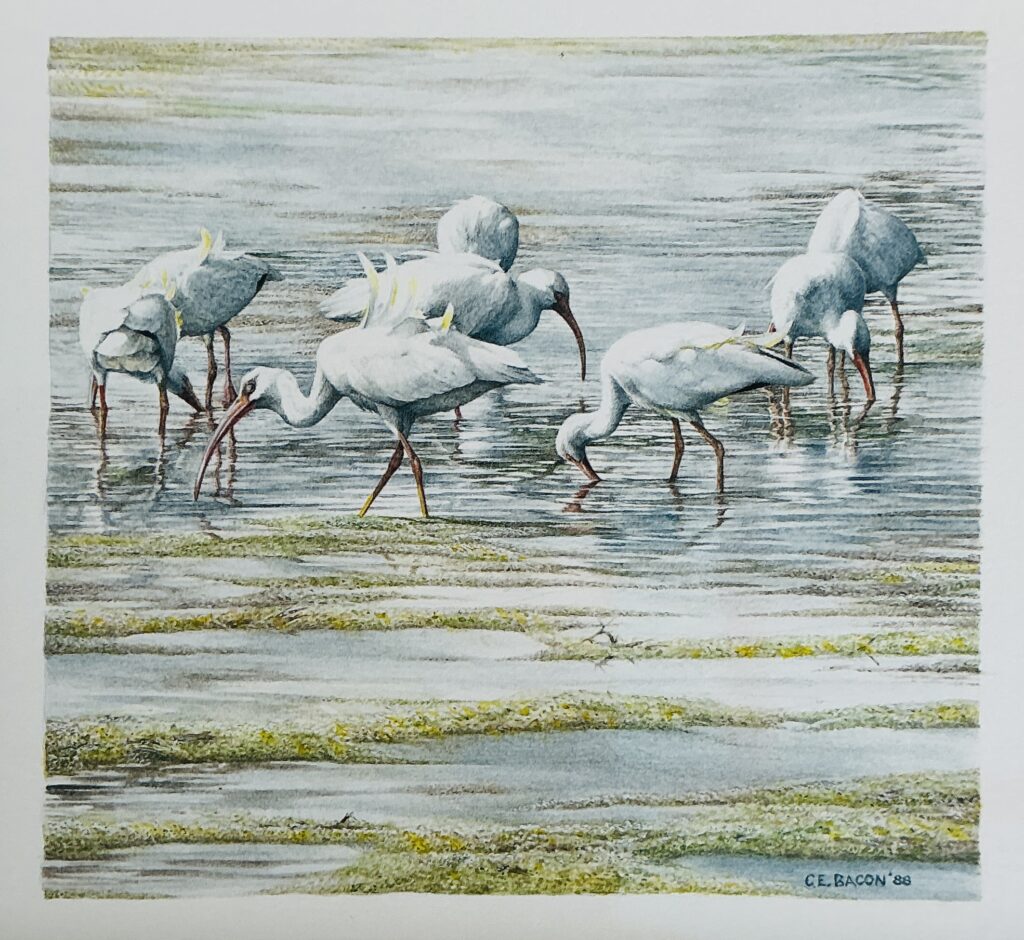 White Ibis